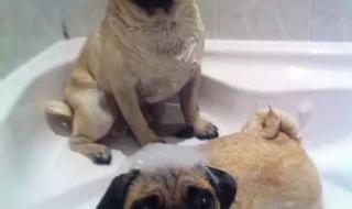 给狗狗洗澡一般温度多少 狗多大可以洗澡